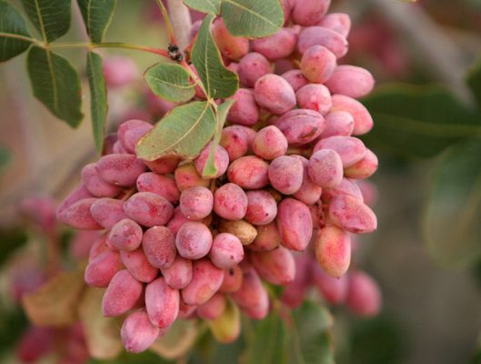 آشنایی با کاشت درخت پسته